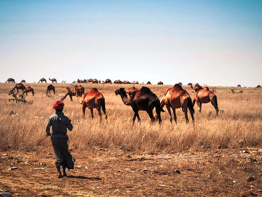 14 Days | Oman Tour – Discover the North & South