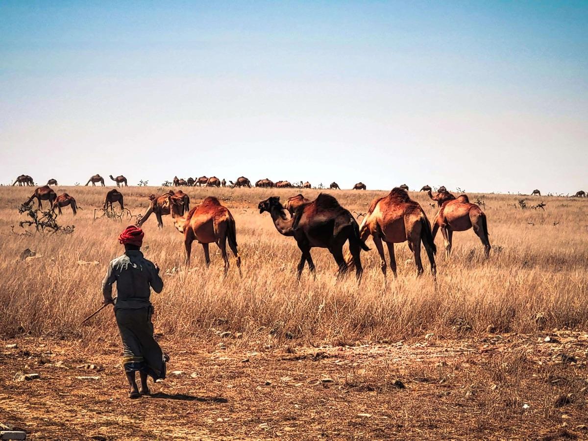 Camels crossing the dunes of the Wahiba Sands