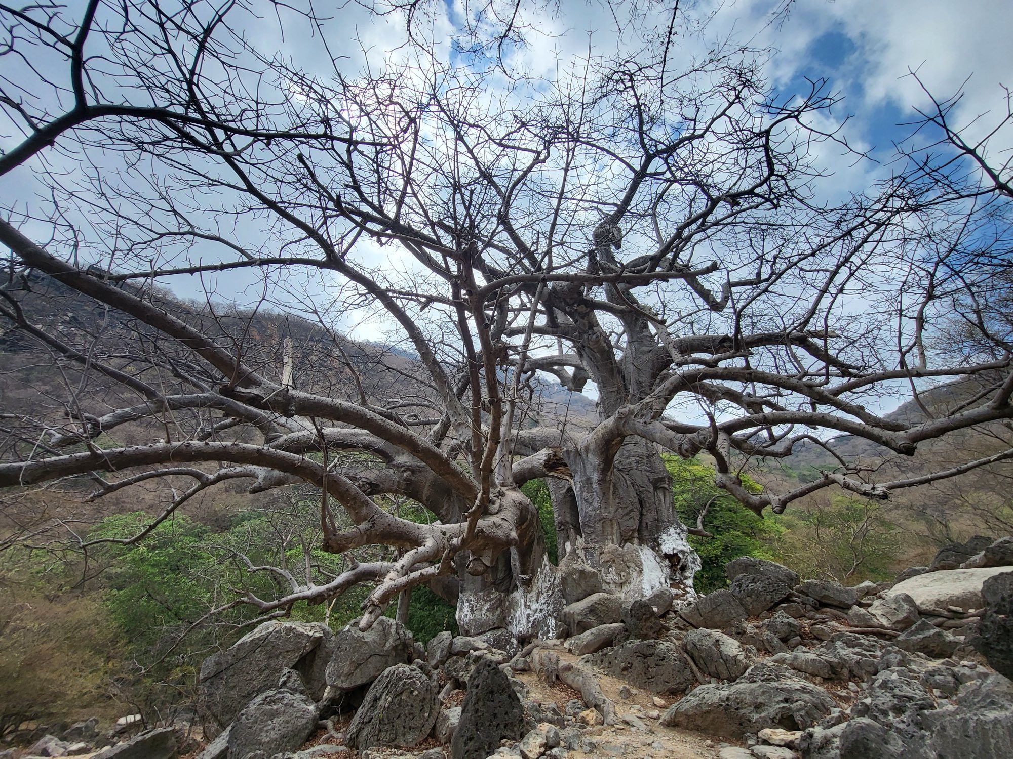Centuries-old baobab tree in the mountains above Salalah