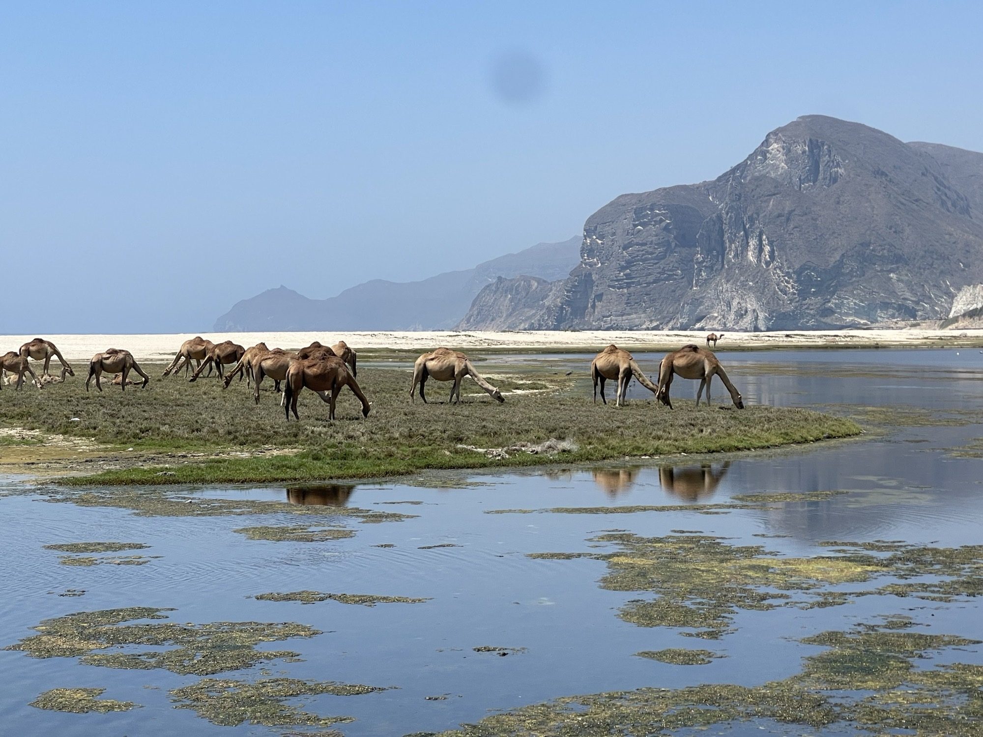 Camels grazing by a lagoon on the Dhofar coast