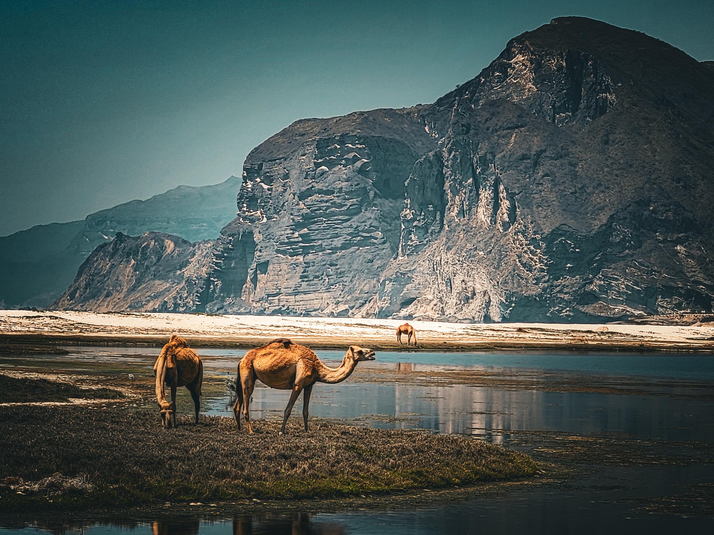Camels grazing on the Omani coast with imposing mountains in the background