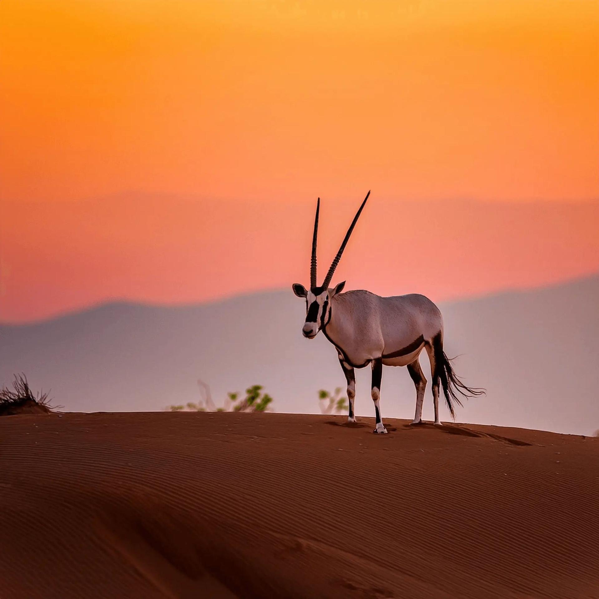 Traveller overlooking a wadi in Oman