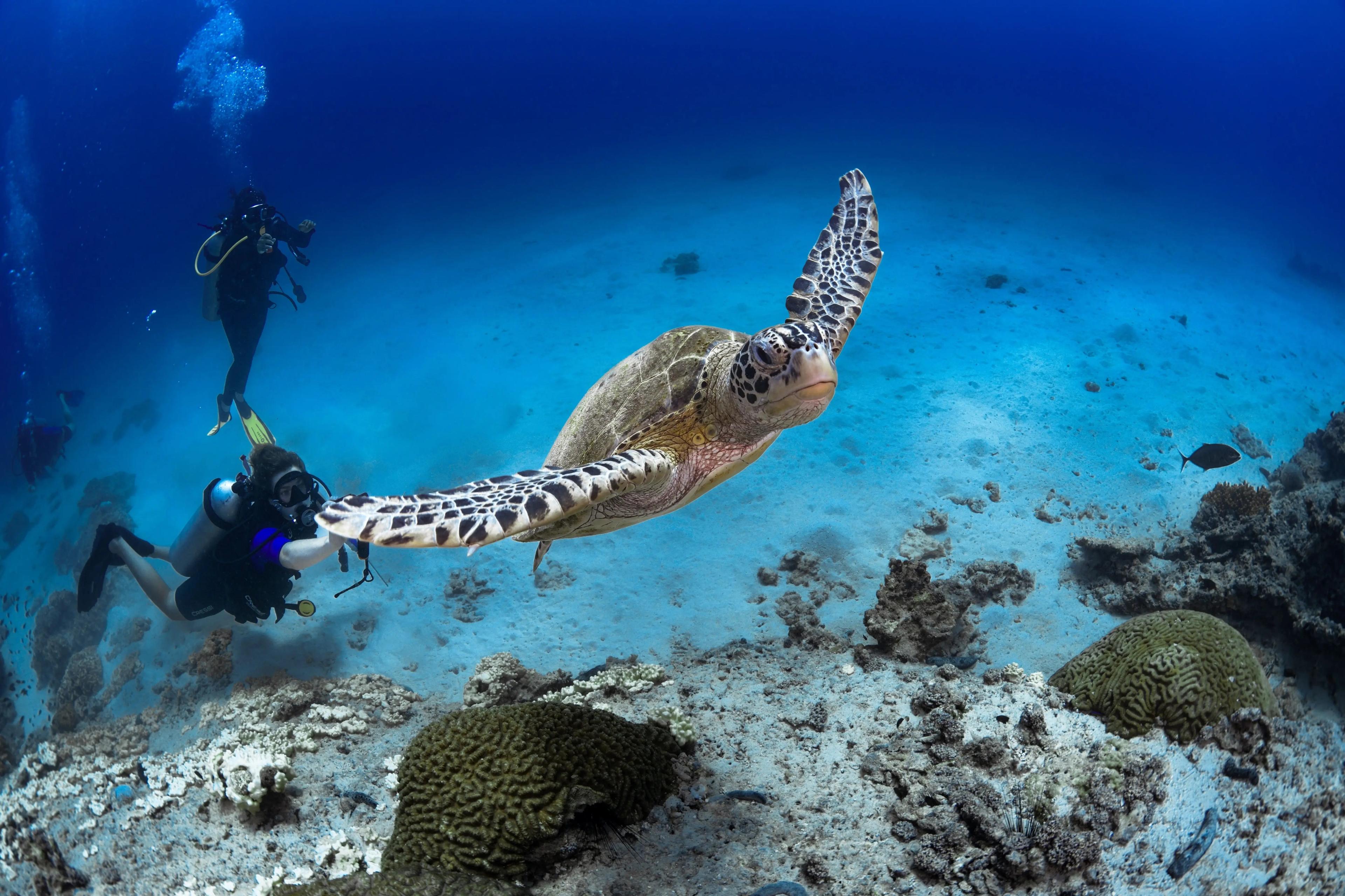 Underwater paradise and relaxation
